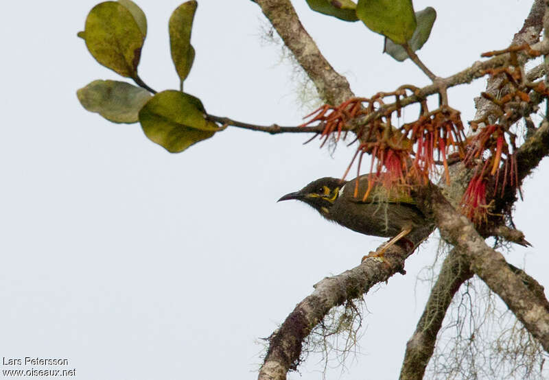 Black-throated Honeyeateradult, identification