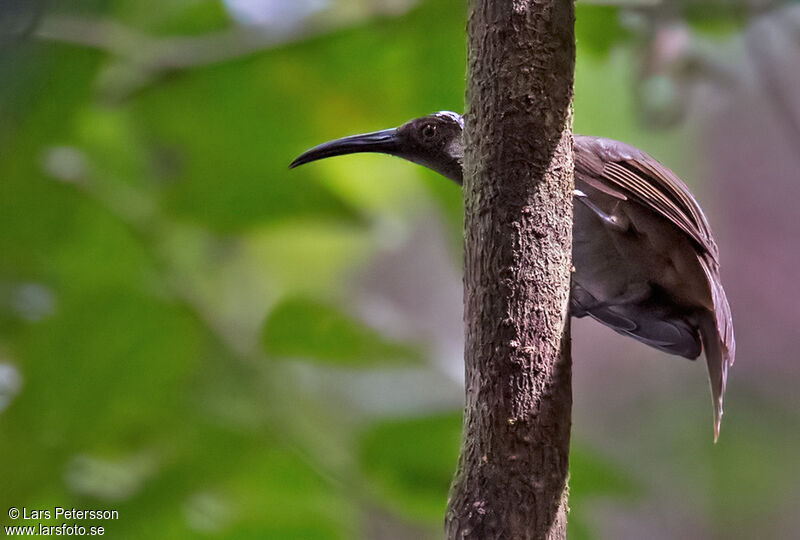 Long-billed Honeyeater