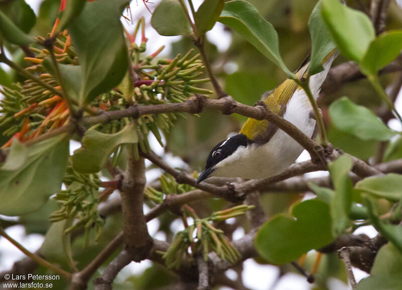 White-throated Honeyeater