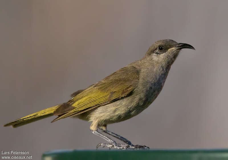 Grey-eared Honeyeater, identification