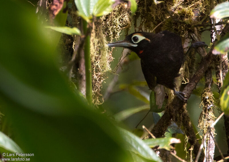 Cinnamon-browed Melidectes