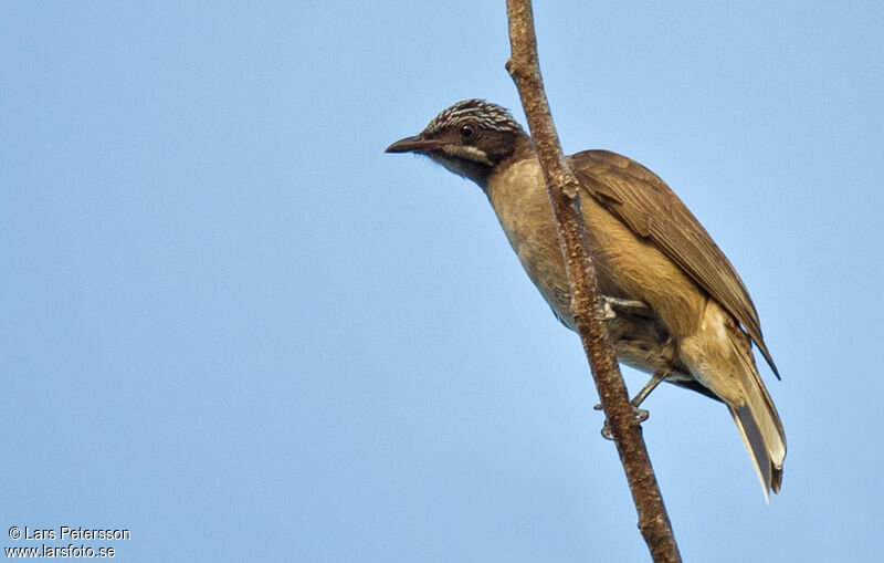 Streak-headed Honeyeater