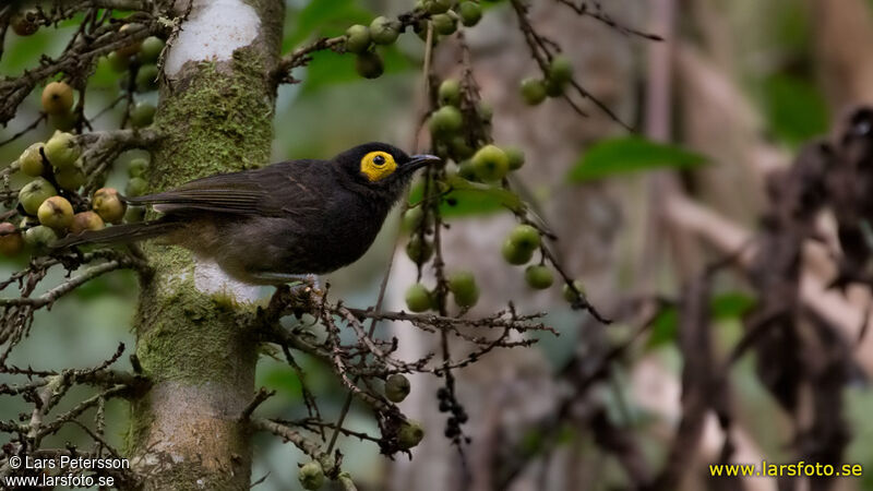 Arfak Honeyeater