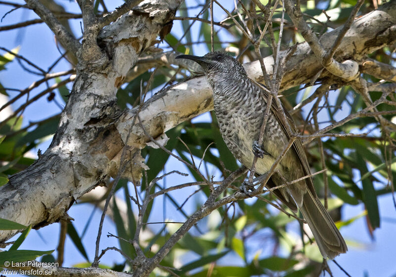 Barred Honeyeater