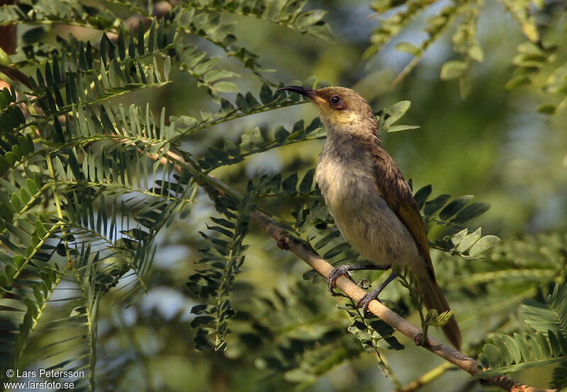 Brown Honeyeater