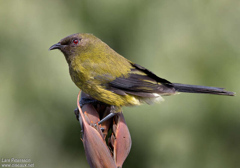 New Zealand Bellbirdadult, identification