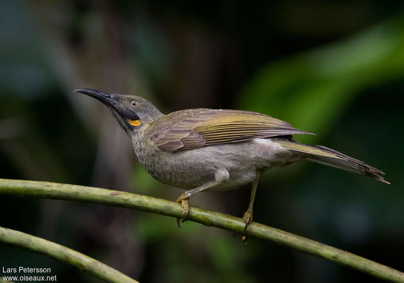 Kikauadult, identification