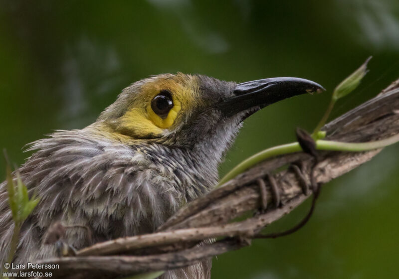 Kadavu Honeyeater