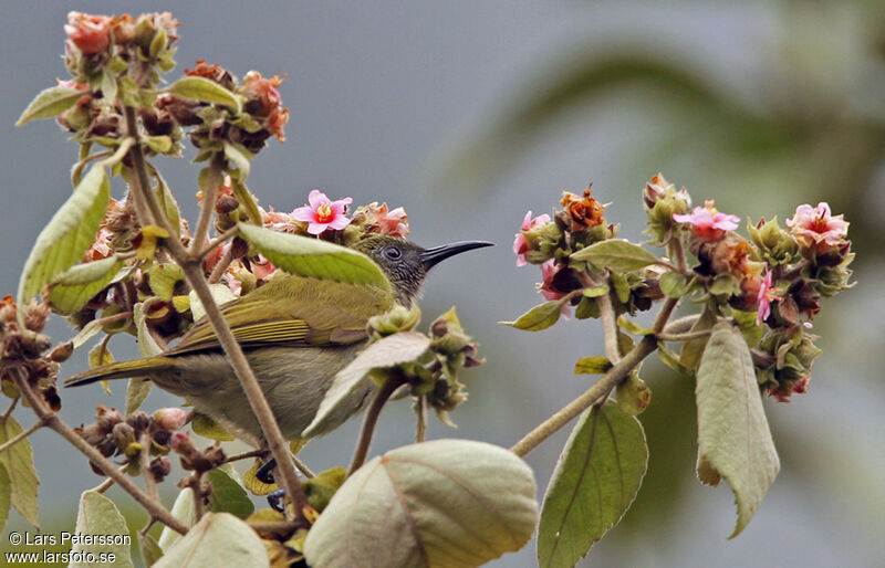 Scaly-crowned Honeyeater