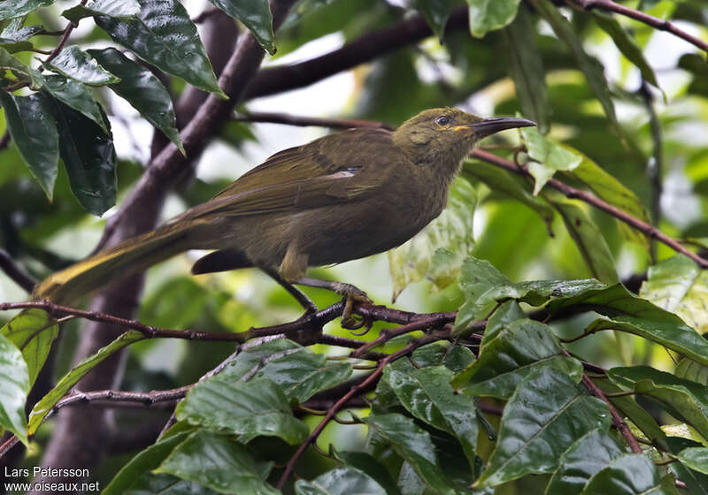 Méliphage de Viti Levu