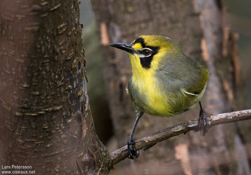 Bonin White-eye