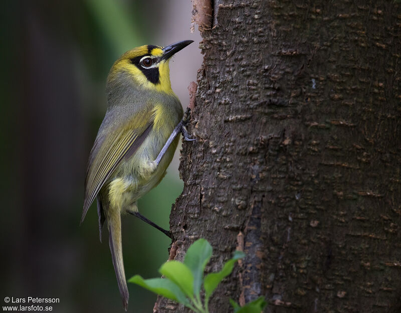 Bonin White-eye