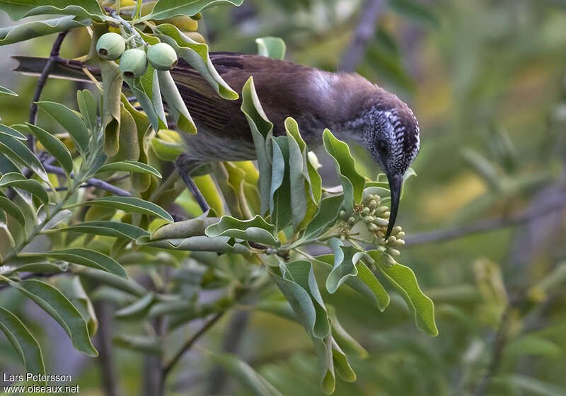 White-bellied Honeyeateradult, pigmentation, feeding habits