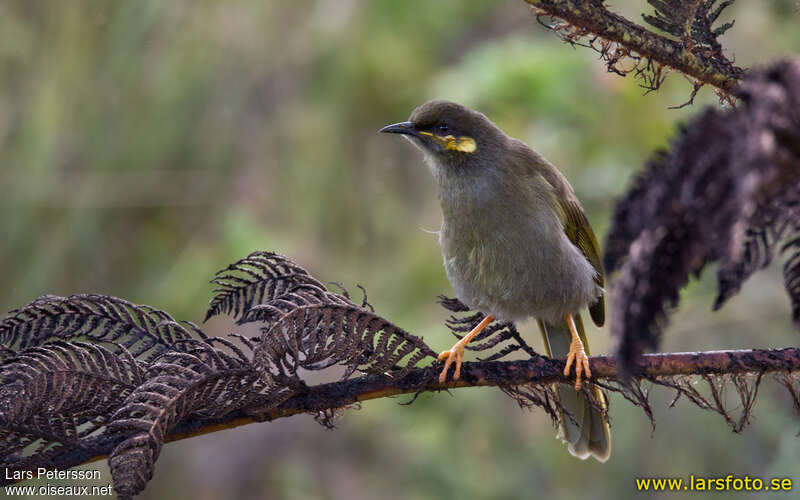 Orange-cheeked Honeyeateradult, identification