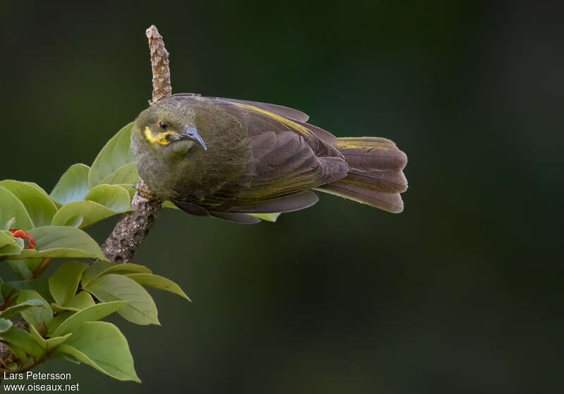 Polynesian Wattled Honeyeateradult, Behaviour