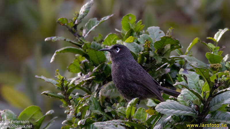 Sooty Honeyeateradult