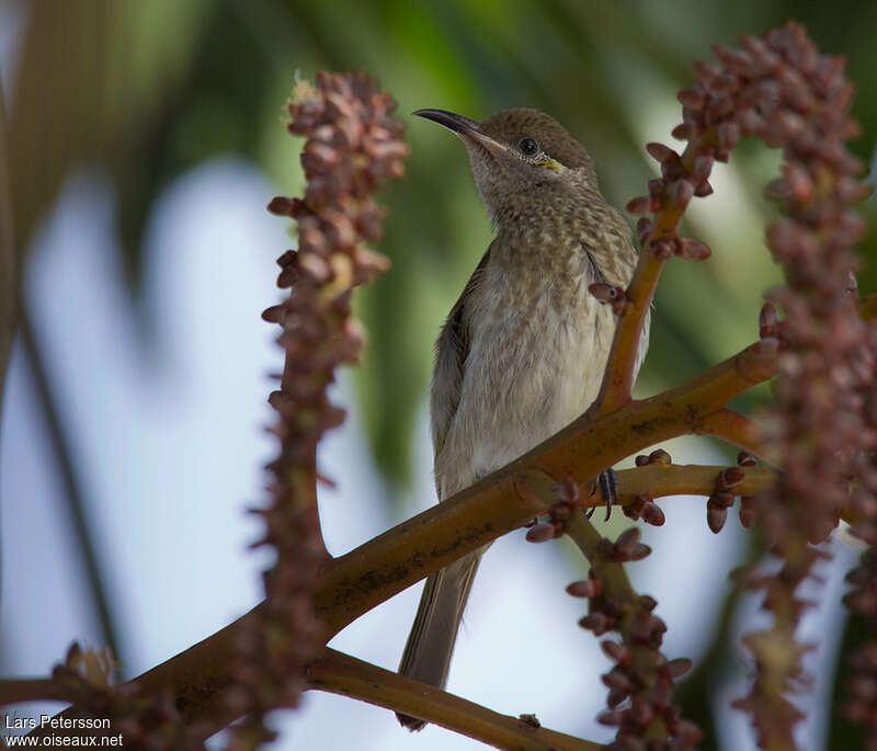 Silver-eared Honeyeateradult