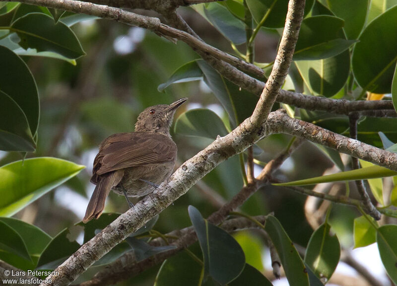 Plain Honeyeater