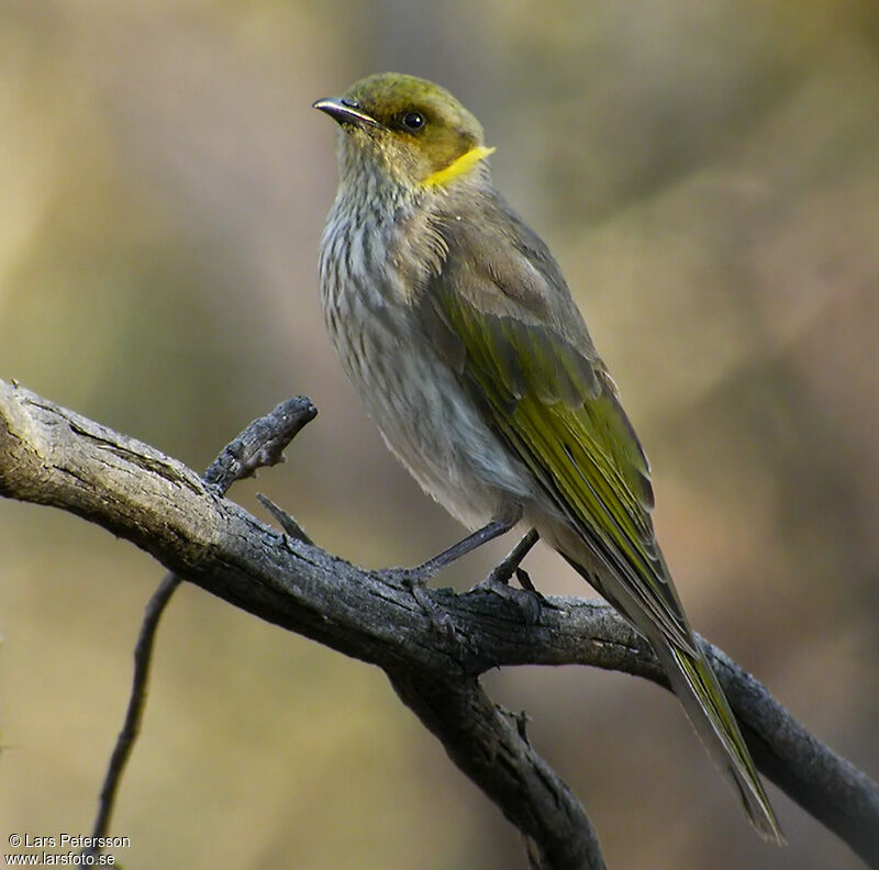 Yellow-plumed Honeyeater