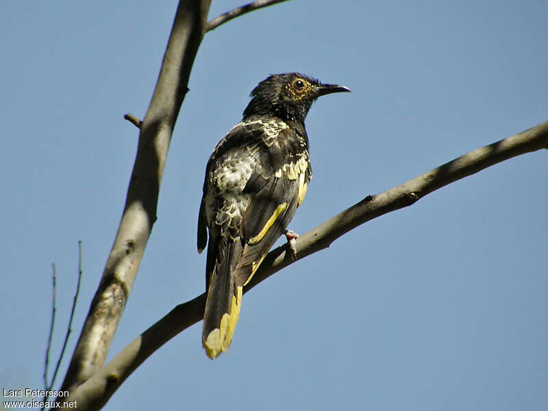 Regent Honeyeater