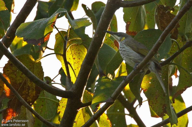 Streak-breasted Honeyeater