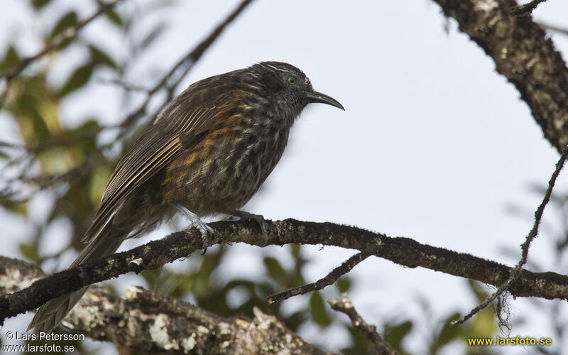 Grey-streaked Honeyeater