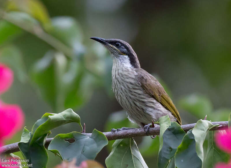 Varied Honeyeateradult