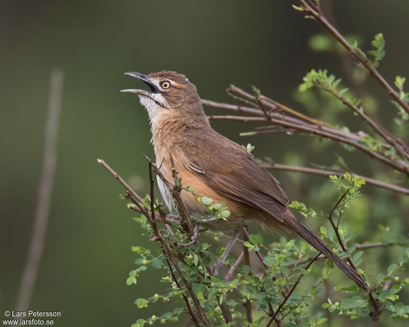 Moustached Grass Warbler