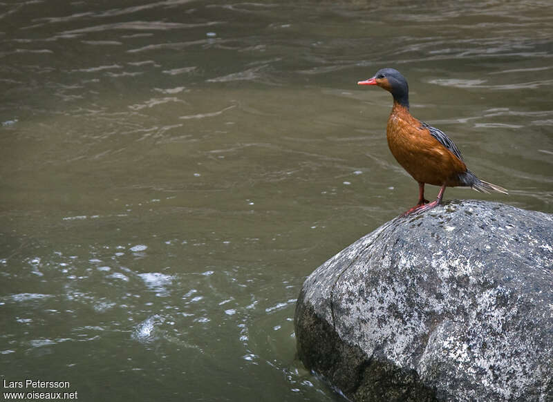 Torrent Duck female adult, identification