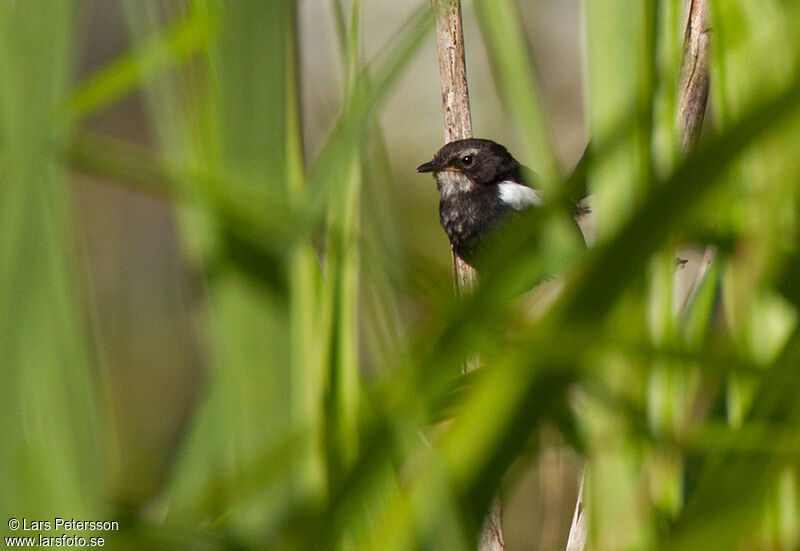 White-shouldered Fairywren