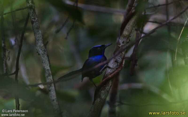 Emperor Fairywren