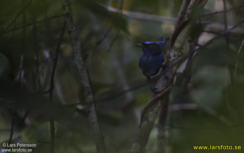 Emperor Fairywren