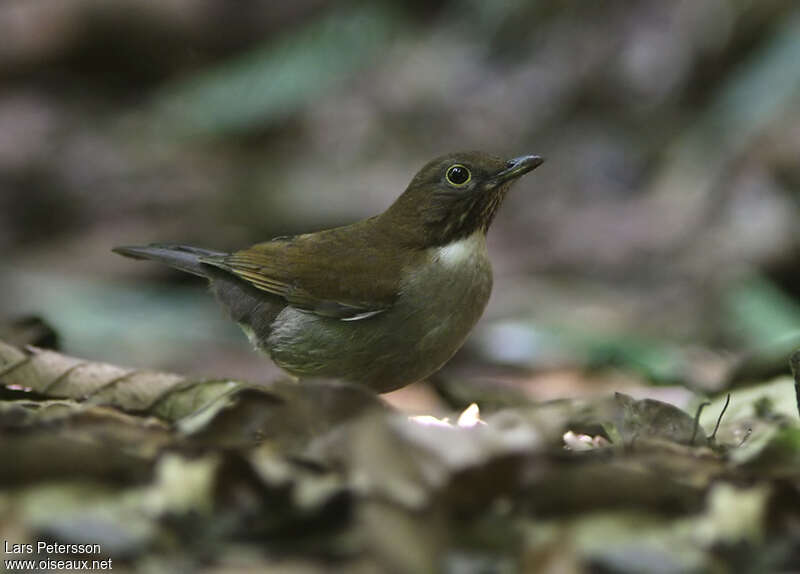 White-necked Thrushadult, pigmentation, fishing/hunting