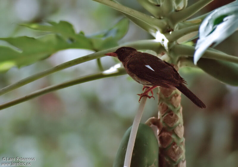 White-chinned Thrush, habitat