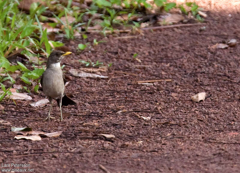 Creamy-bellied Thrushadult, close-up portrait, fishing/hunting