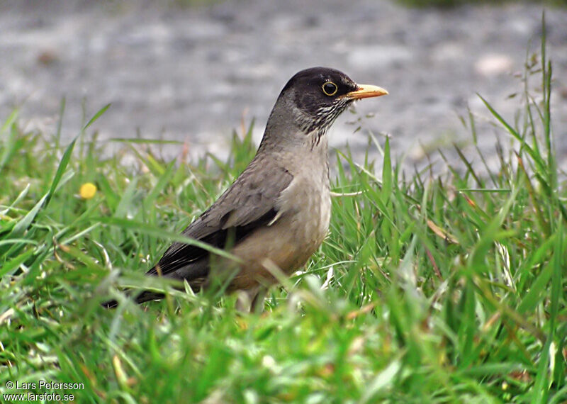 Austral Thrush