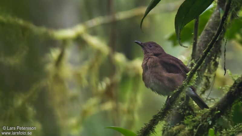 Pale-vented Thrush