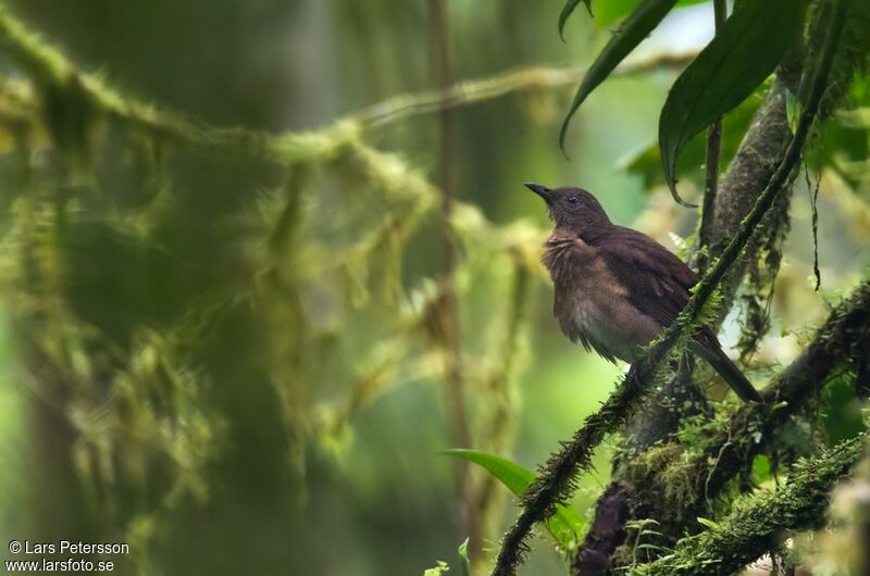 Pale-vented Thrush