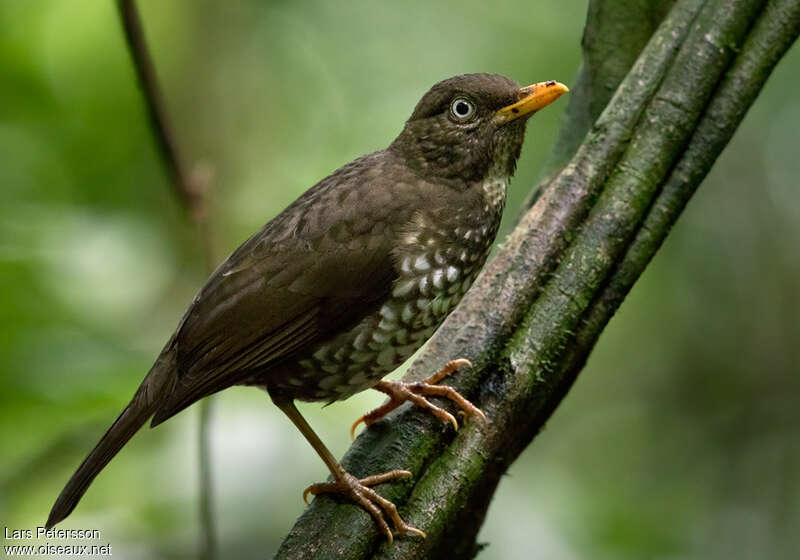 Merle de Principéadulte, identification