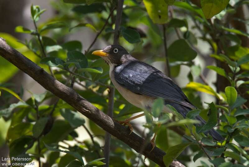 Plumbeous-backed Thrushadult, identification