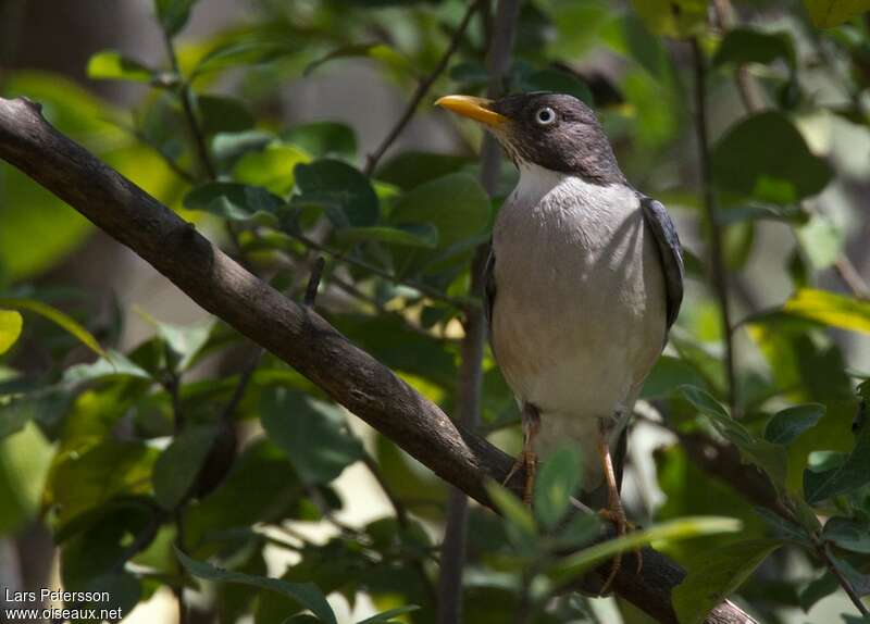 Plumbeous-backed Thrushadult