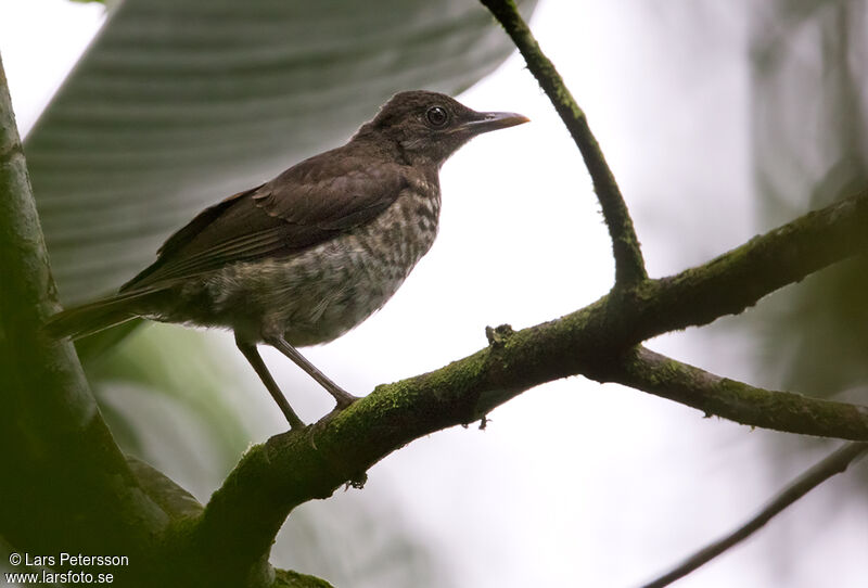 Merle de Sao Tomé