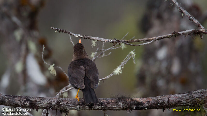 Tasman Sea Island Thrush