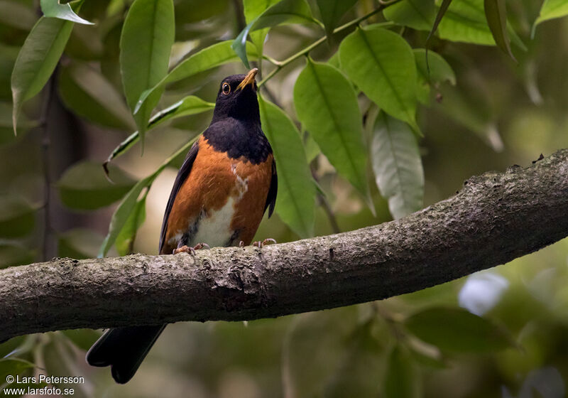 Izu Thrush