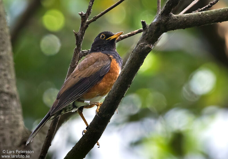 Izu Thrush