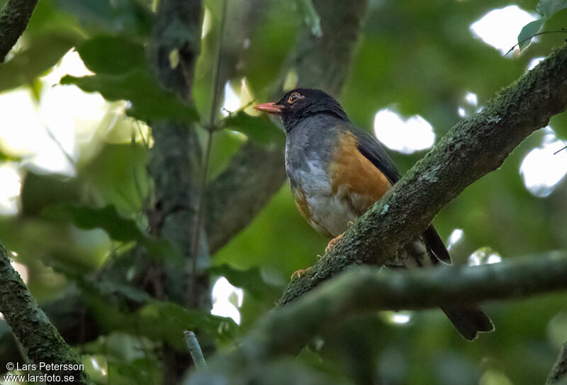 Taita Thrush