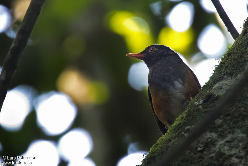 Taita Thrush