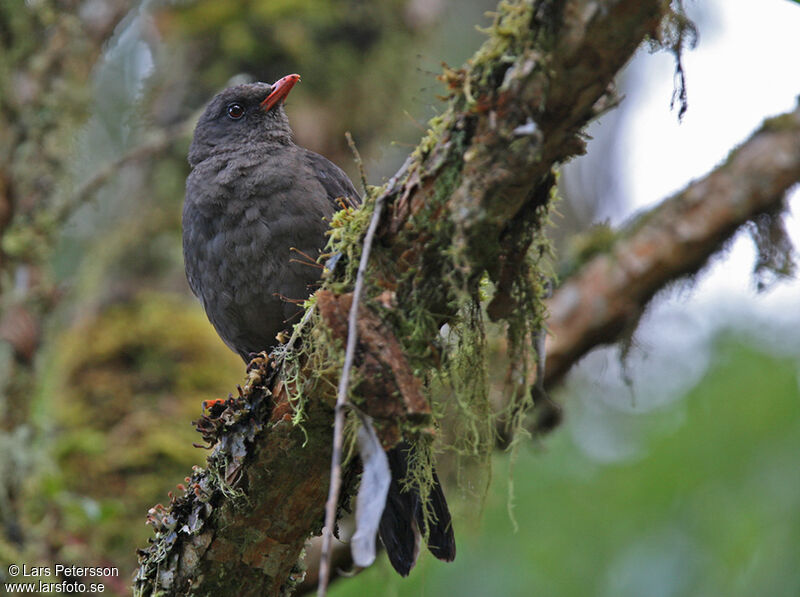 Great Thrush