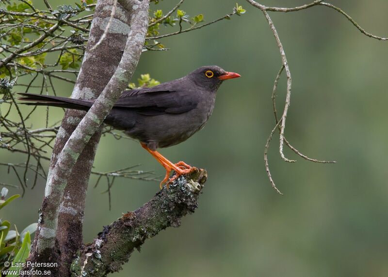 Great Thrush