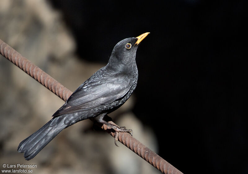 Common Blackbird